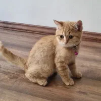 بچه گربه  سه ماهه بریتیش نر