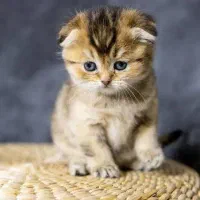 گربه اسکاتیش