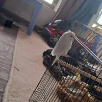 مرغ عشق دستی|پرنده|مرودشت, بیست متری بیمارستان|دیوار