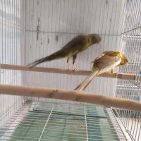 قناری درشت سوپری رسمی بلند|پرنده|مشهد, ایثارگران|دیوار