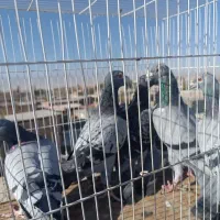 کفتر جفت گاه|پرنده|نصر آباد, |دیوار