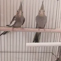 عروس هلندی|پرنده|کرج, کیانمهر|دیوار