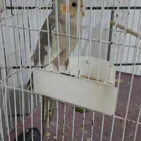 عروس هلندی|پرنده|ساوه, |دیوار