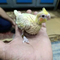 جوجه عروس هلندی (لوتینو چشم قرمز)کینگ سایز|پرنده|اهواز, ناحیه صنعتی کارون|دیوار
