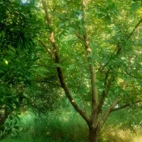 باغ|گل و گیاه طبیعی|نهاوند, |دیوار