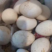 تخم بوقلمون