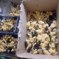 انواع جوجه رنگی کاکلی اردک پلنی