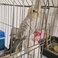 عروس هلندی ۵ ماهه ماده
