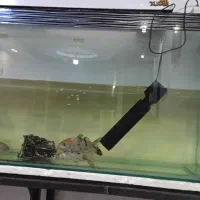 ماهی با آکواریوم