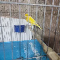 قناری جیبر و یکسر|پرنده|شیراز, فرودگاه شهید دستغیب شیراز|دیوار