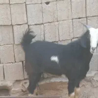 کهره نر هم برای گوشتی و هم برای داشت|حیوانات مزرعه|بندر گناوه, |دیوار