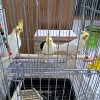 عروس هلندی مولد|پرنده|رودهن, |دیوار