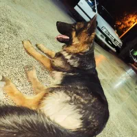 سگ ژرمن شیپر