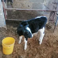 گوساله ماده صدروزه جنس عالی