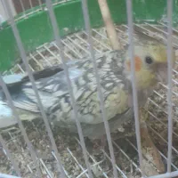 عروس هلندی مولد و ۱ ماهه و ۶ ماهه