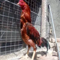 خروس لاری به ضمانت