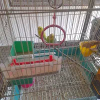 مرغ عشق نروماده