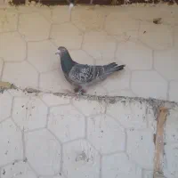 کفتر صید|پرنده|تایباد, |دیوار