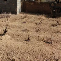 فروش باغ خوش جا با قیمت استثنایی|فروش زمین و ملک کلنگی|بهمن صغاد, |دیوار