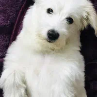 گمشده