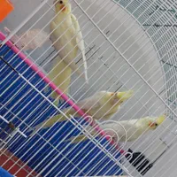 عروس هلندی|پرنده|اصفهان, محله سفلی|دیوار