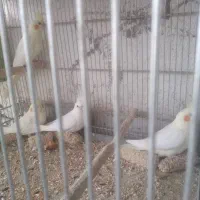 عروس هلندی البینو ولوتینو|پرنده|ابهر, |دیوار