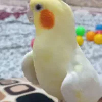 گمشده عروس هلندی