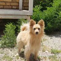 واگذاری سگ اشپیتز