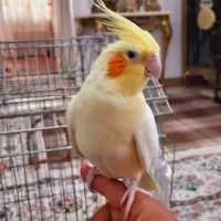 عروس هلندی