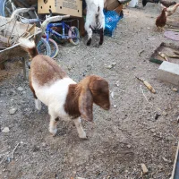 سلام دوتاکره ماده چاق