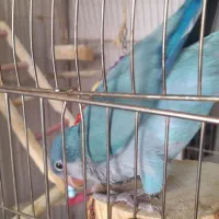 طوطی راهب|پرنده|کرج, محمد آباد|دیوار