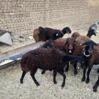 تعداد ۰ا راس بره ماده|حیوانات مزرعه|فریمان, |دیوار