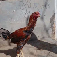 خروس لاری