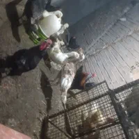 همه نمونه مرغی از ۴۵۰ هزار تومان شروع می‌شود