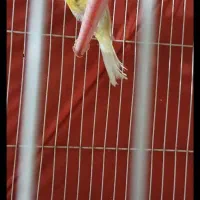 یک جفت قناری