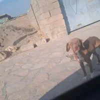 سگ پیتبول|سگ|بیستون, |دیوار