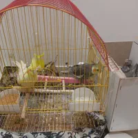 یک جفت عروس هلندی مولد همراه دوعدد جوجه و یک تخم