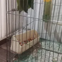 فروش ۲ عدد طوطی برزیلی ۷۰ روزه|پرنده|همدان, |دیوار