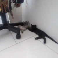 جهت واگذاری گربه