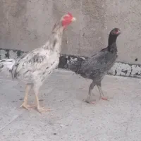 مرغ و خروس لاری طوسی|حیوانات مزرعه|قیامدشت - خاورشهر, |دیوار