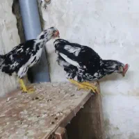 مرغ و خروس گلین|حیوانات مزرعه|قم, شهرک مهدیه (مدرس)|دیوار