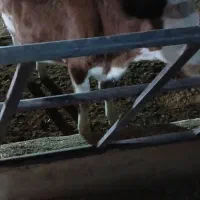 فروش فوری گوساله ماده زیربر|حیوانات مزرعه|شیراز, بید زرد|دیوار