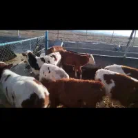 32عدد گوساله نر وماده سیمنتال قرمز