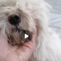 سگ پشمالو باهوش