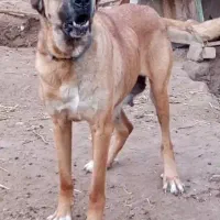 سگ سرابی ماده کاشمر