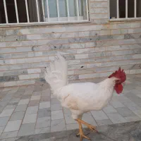 خروس جوان سالم وشیطون