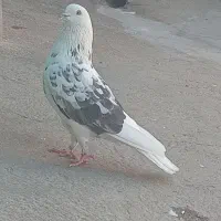 کبوتر
