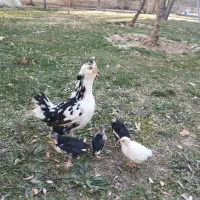 فروش یک مرغ گلین پنگوئنی و چهار عدد جوجه