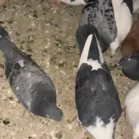 کفتر شهرستانی رنگی