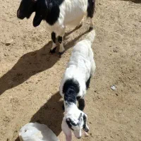 بز و بزغاله|حیوانات مزرعه|سامن, |دیوار